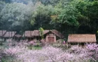酉阳桃花源 - 重庆旅游景区