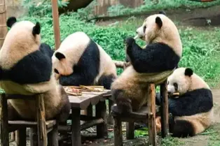 Chongqing Zoo - Chongqing Tourist Attraction