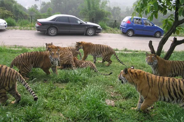 Wildlife World - Chongqing Tourist Attraction
