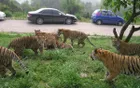 Chongqing Lehe Ledu Animal Theme Park - Chongqing Tourist Attraction