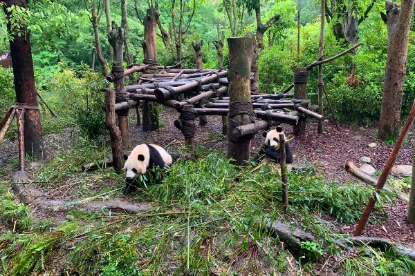 成都熊猫基地 - 四川旅游景区