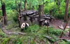 Chengdu Research Base of Giant Panda Breeding - Sichuan Tourist Attraction