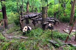 Chengdu Research Base of Giant Panda Breeding - Sichuan Tourist Attraction