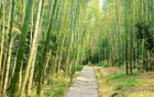 Shunan Bamboo Sea - Sichuan Tourist Attraction