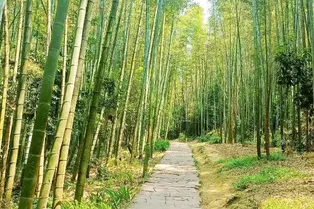 Shunan Bamboo Sea - Sichuan Tourist Attraction