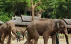 Wild Elephant Valley - Yunnan Tourist Attraction