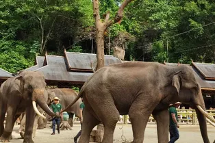 Wild Elephant Valley - Yunnan Tourist Attraction