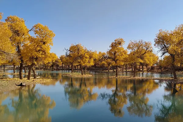 Alxa Populus Euphratica Forest - Inner Mongolia Tourist Attraction