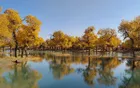 阿拉善盟胡杨林景区 - 内蒙古旅游景区