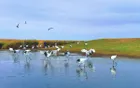 扎龙国家级自然保护区 - 黑龙江旅游景区