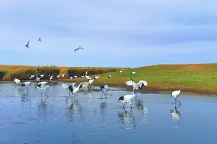 Zhalong National Nature Reserve - Heilongjiang Tourist Attraction