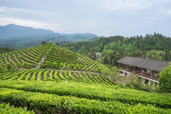 Yannanfei Tea Plantation Scenic Area in Meizhou - Guangdong Tourist Attraction