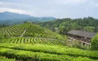 梅州市雁南飞茶田景区 - 广东旅游景区