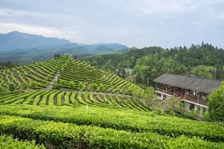 Yannanfei Tea Plantation Scenic Area - Guangdong Tourist Attraction