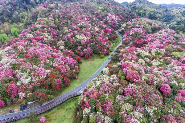畢節市百里杜鵑景區 - 貴州旅遊景區