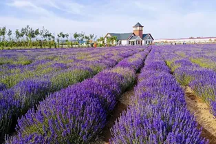 Princess Jieyou Lavender Garden
