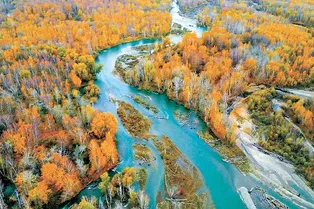 Habahe County White Birch Forest Scenic Area - Xinjiang Tourist Attraction