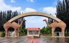 Xinhe Desert Flower Sea Scenic Area - Xinjiang Tourist Attraction