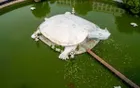 Oriental Giant Turtle Garden - Hebei Tourist Attraction