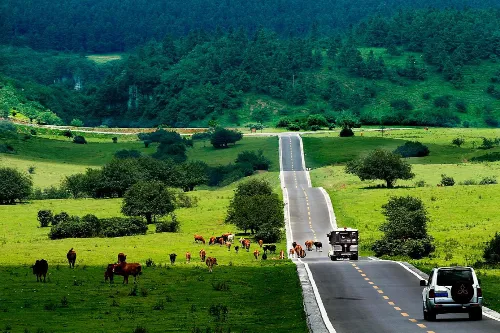 Fairy Mountain Grassland