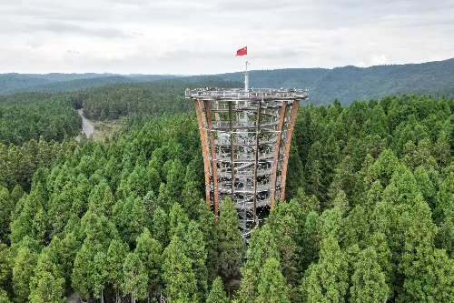 Tree Top Walk