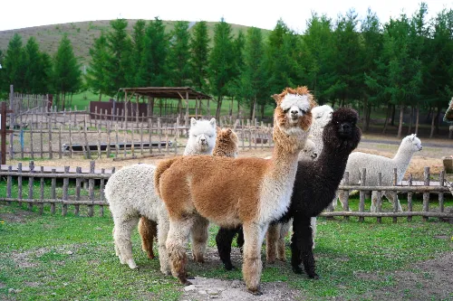 Forest Ranch