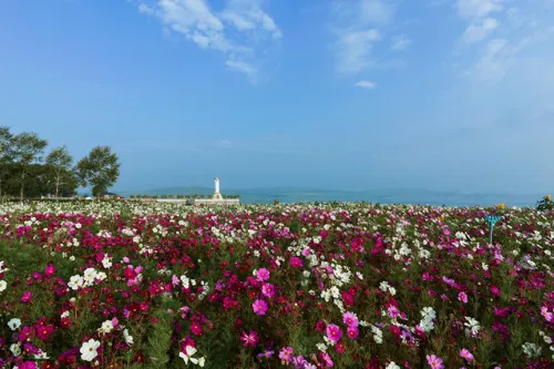 Original Flower Sea Area