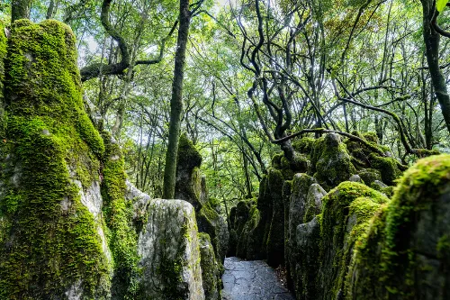 Ecological Stone Forest