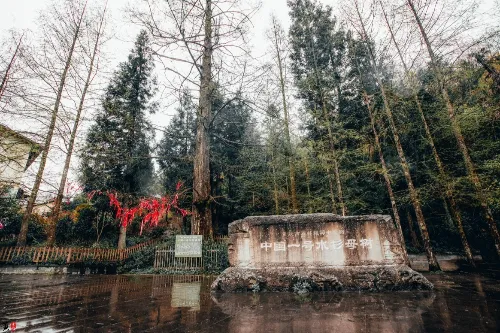 China's No.1 Metasequoia Maternal Tree