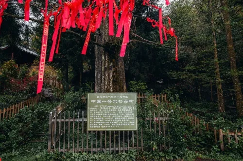 China's No.1 Metasequoia Maternal Tree
