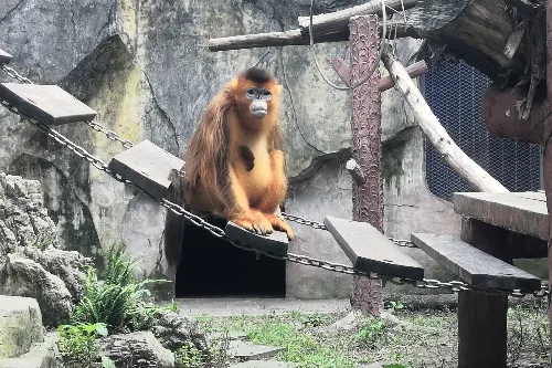 Golden Monkey House