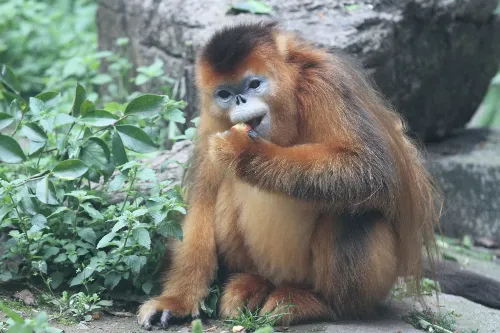 Golden Monkey House