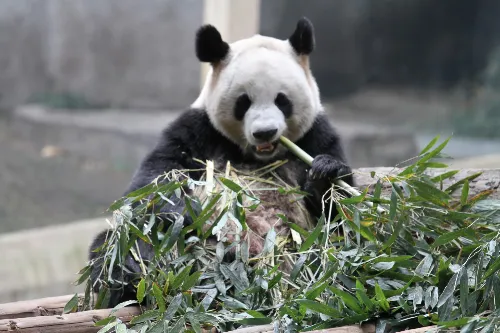 Giant Panda House