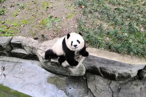 Giant Panda House