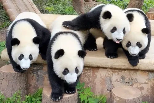 Giant Panda House