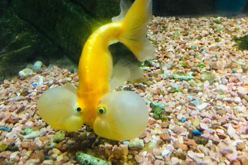 Goldfish House