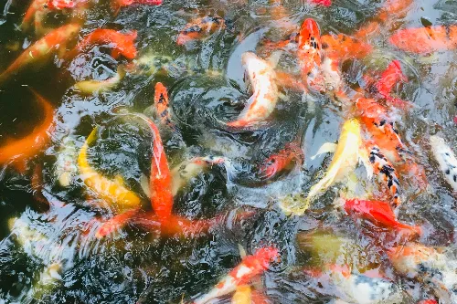Goldfish House