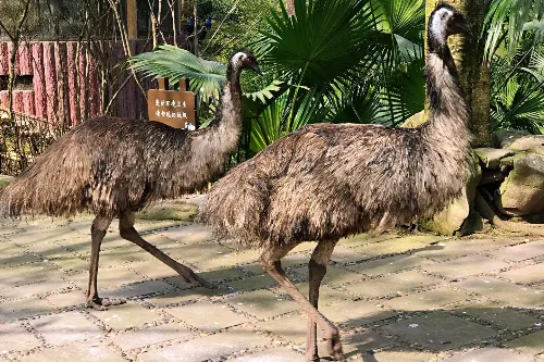 Bird Language Forest