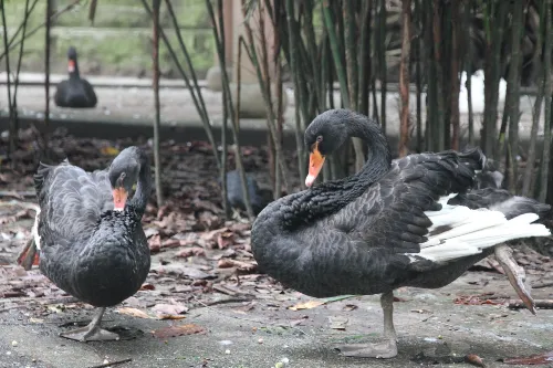 Bird Language Forest