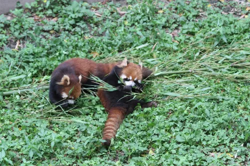 Red Pandas