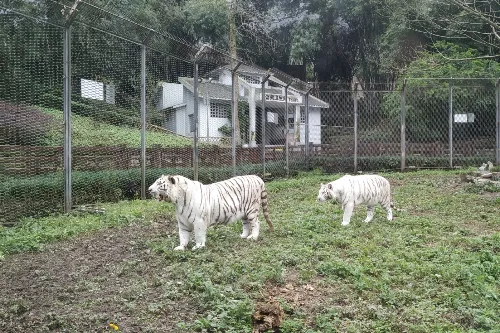 Tiger Hill