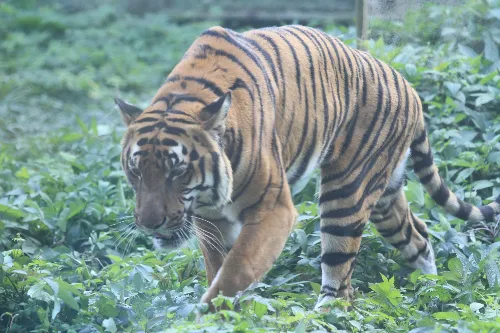Tiger Hill