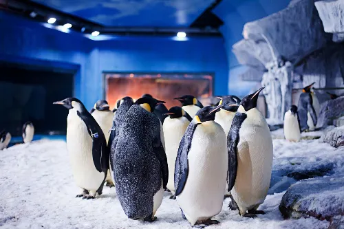 Polar Animal Hall