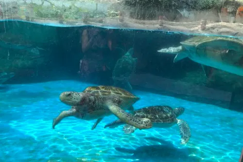 Polar Animal Hall