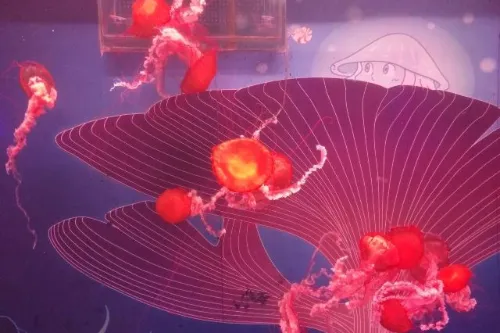 Jellyfish Hall