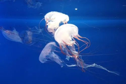 Jellyfish Hall