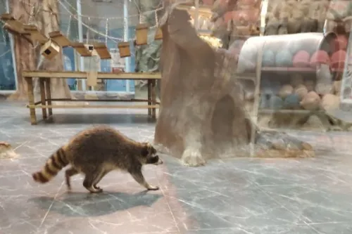 Cute Pet Planet