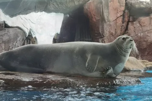 Polar Animal Hall