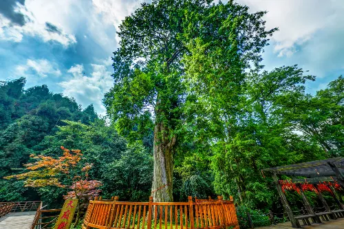 Thousand-Year-Old Taxus Chinensis