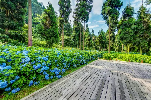 Hydrangea Flower Sea